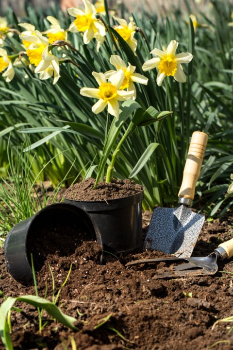van onkruid naar bloemen
